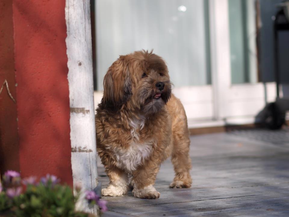Lhasa apso Sofus billede 1