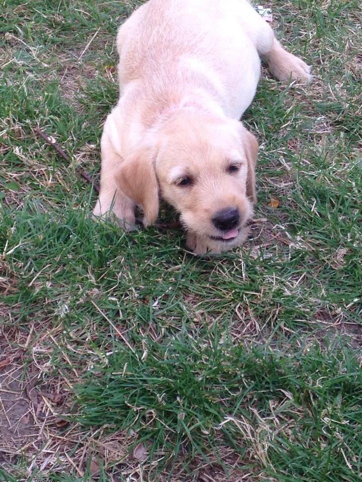 Blanding af racer Milla billede 9