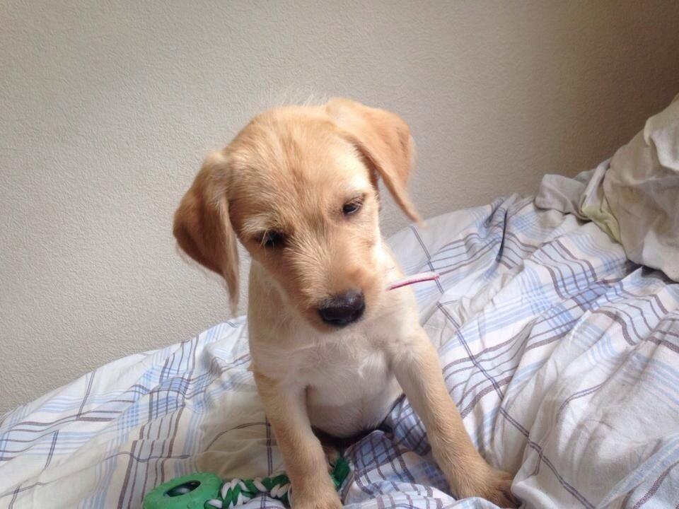 Blanding af racer Milla billede 10