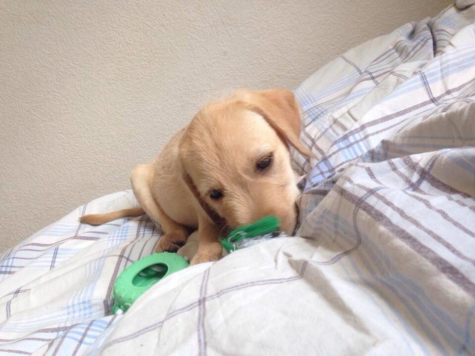 Blanding af racer Milla billede 11