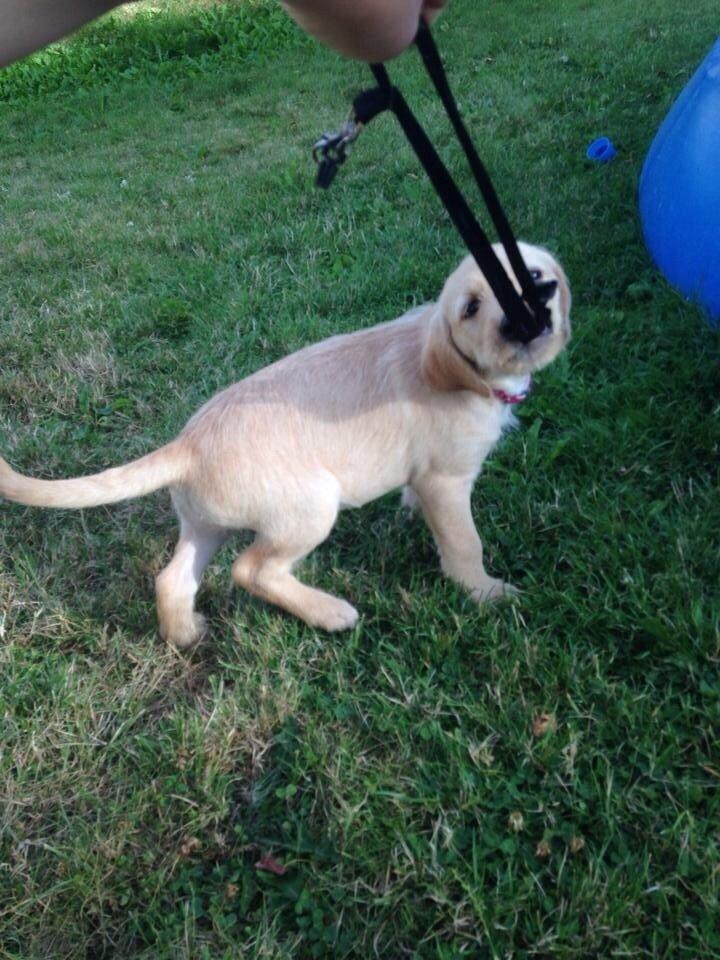 Blanding af racer Milla billede 12