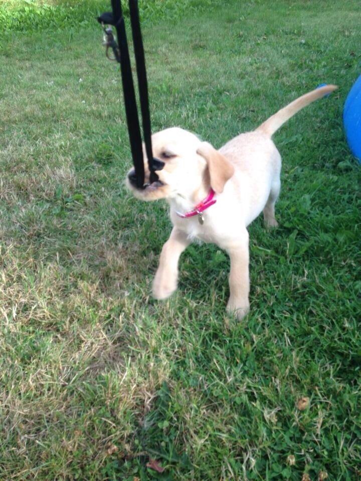 Blanding af racer Milla billede 13