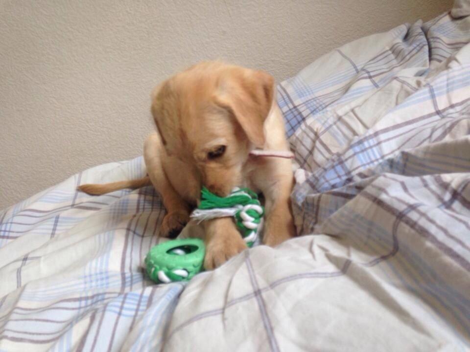 Blanding af racer Milla billede 14