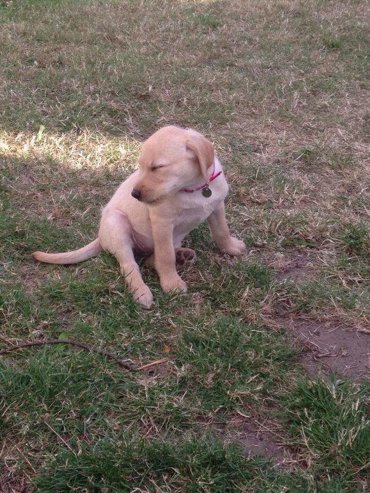 Blanding af racer Milla billede 15