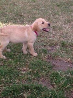 Blanding af racer Milla billede 16