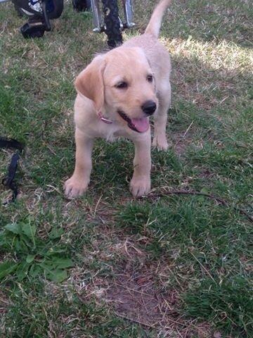 Blanding af racer Milla billede 18