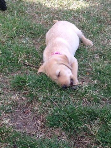 Blanding af racer Milla billede 17