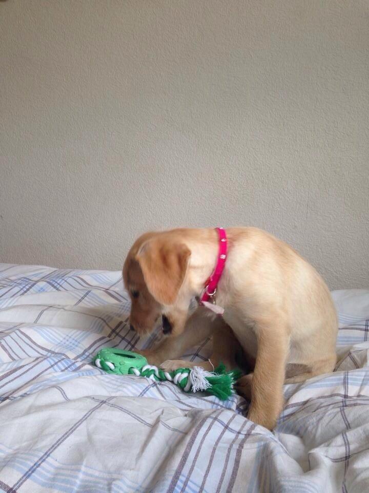 Blanding af racer Milla billede 19