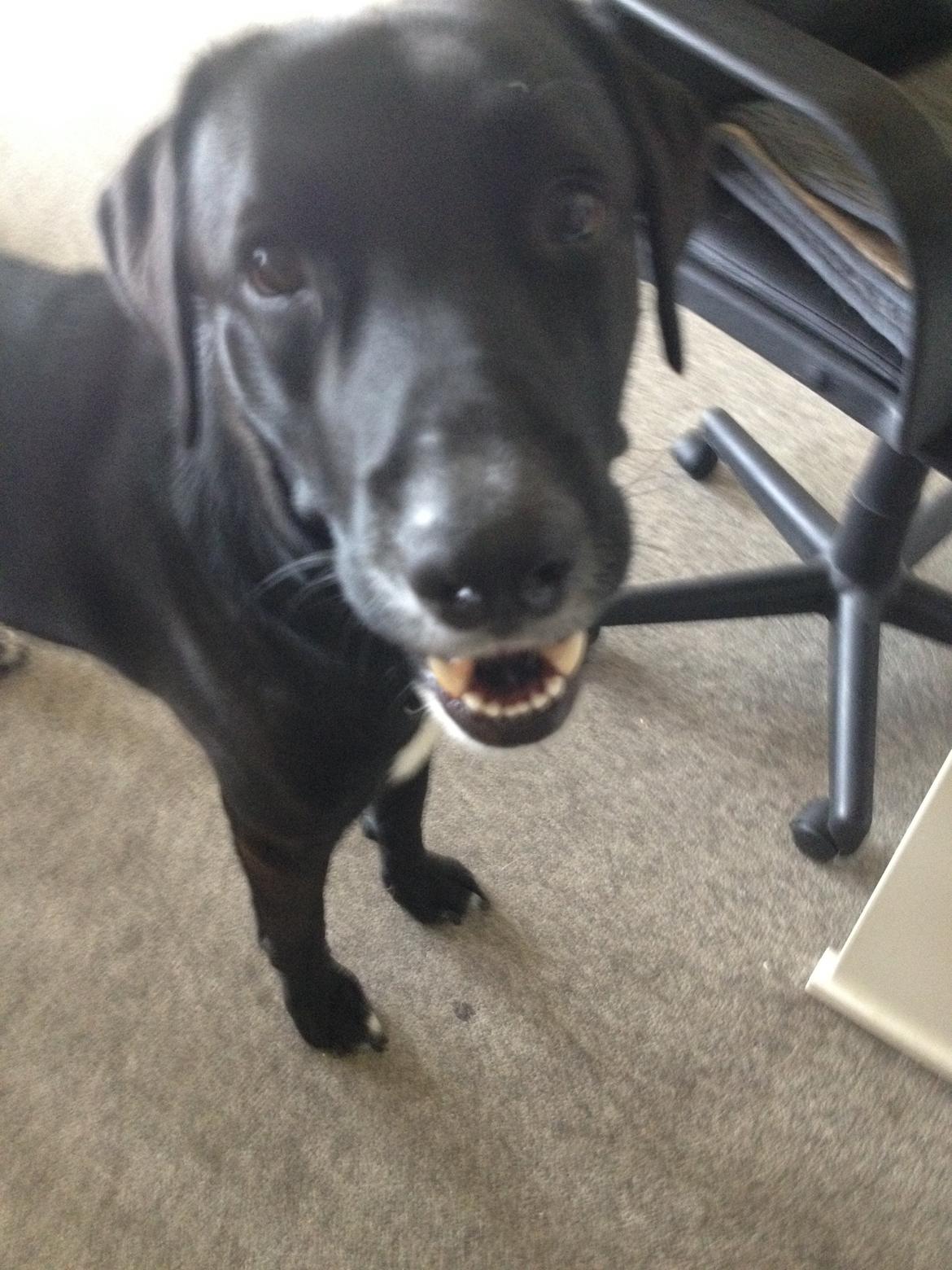 Blanding af racer Kenzo - Altid glade Kenzo billede 1