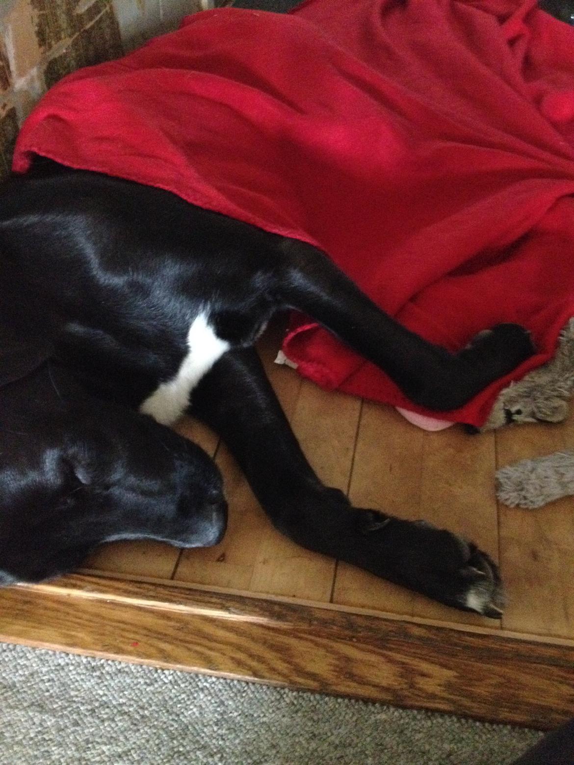 Blanding af racer Kenzo - Så er "lille" Kenzo blevet puttet billede 2