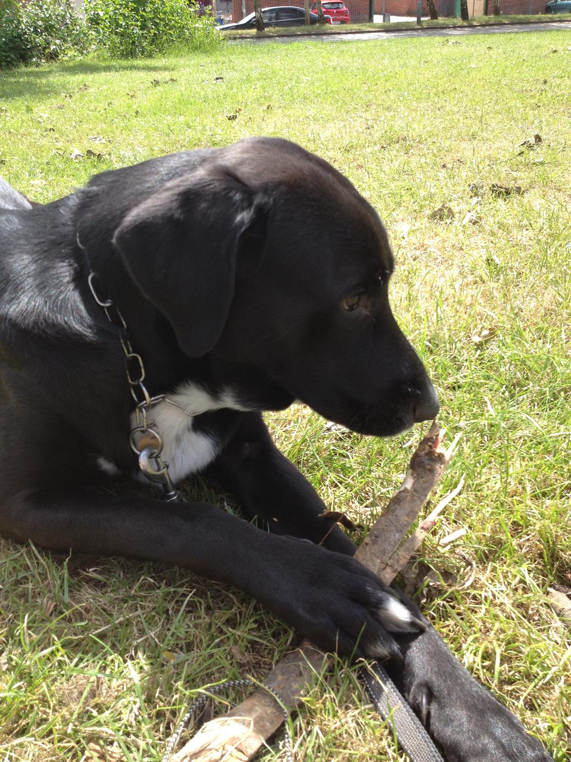 Blanding af racer Kenzo - Kenzo ovre og lege med pind billede 4