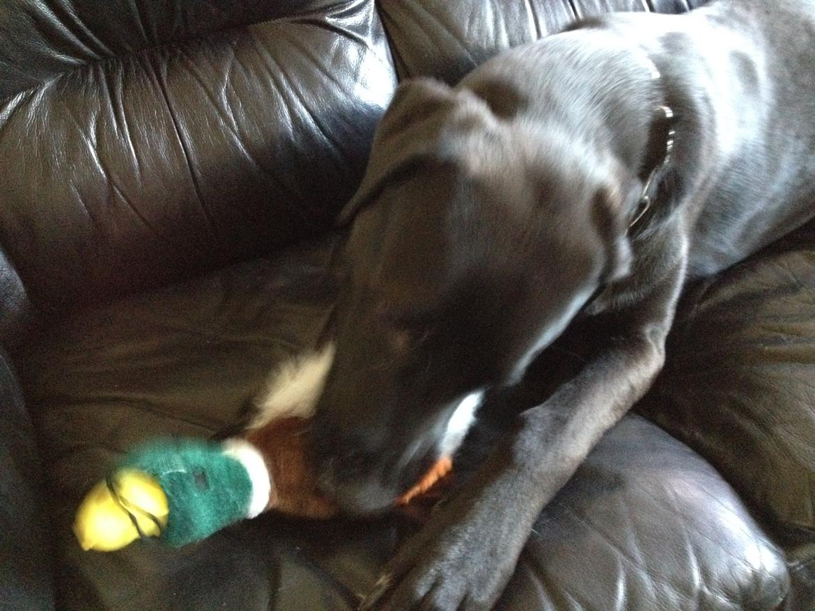 Blanding af racer Kenzo - Kenzo på sin 3 år's fødselsdag med sin nye gave billede 5