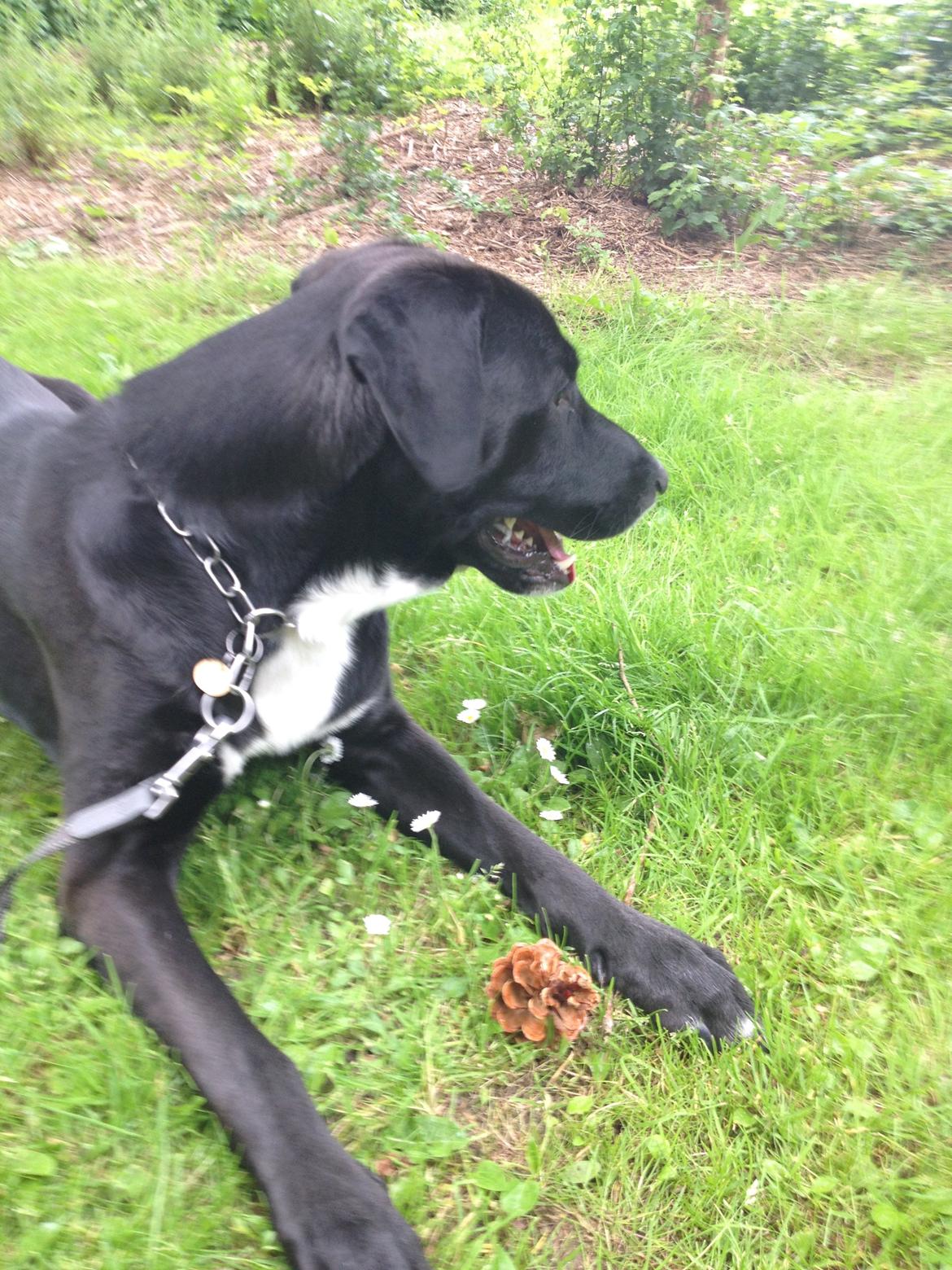 Blanding af racer Kenzo billede 3