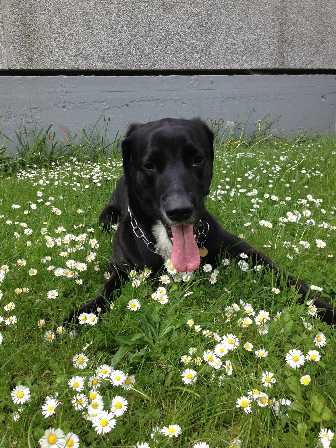 Blanding af racer Kenzo - Et af de bedste billeder af Kenzo billede 6