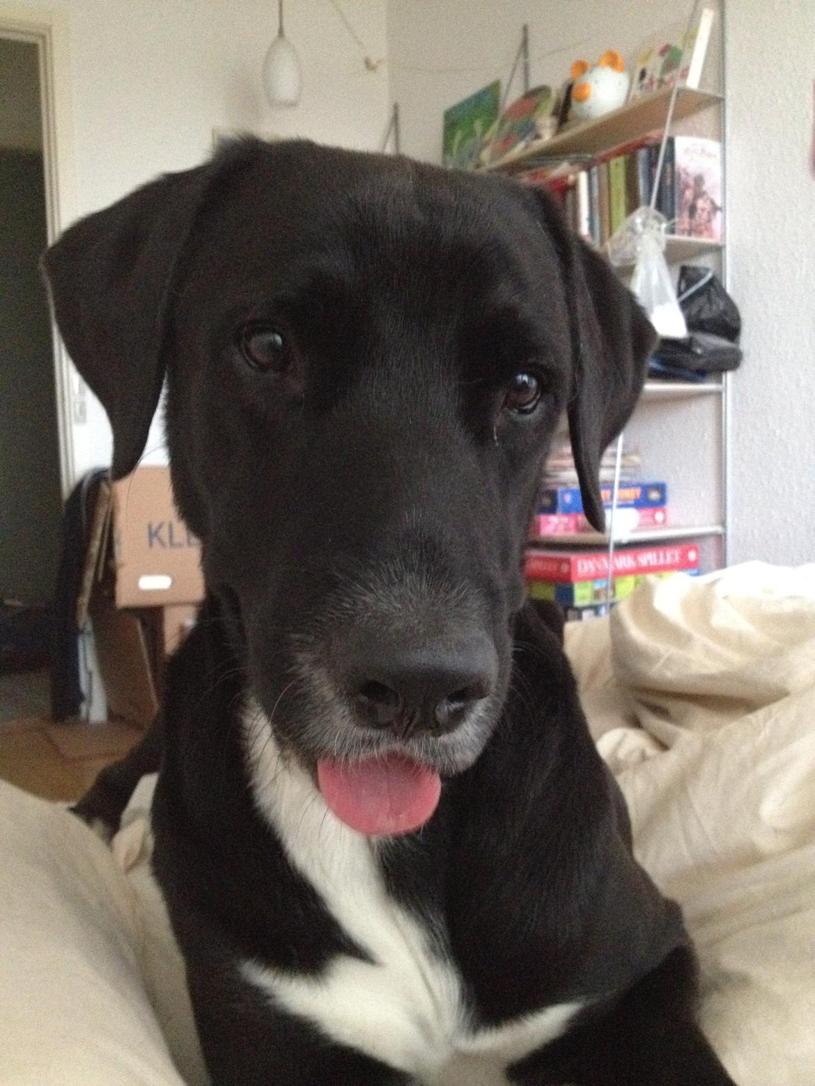 Blanding af racer Kenzo billede 8