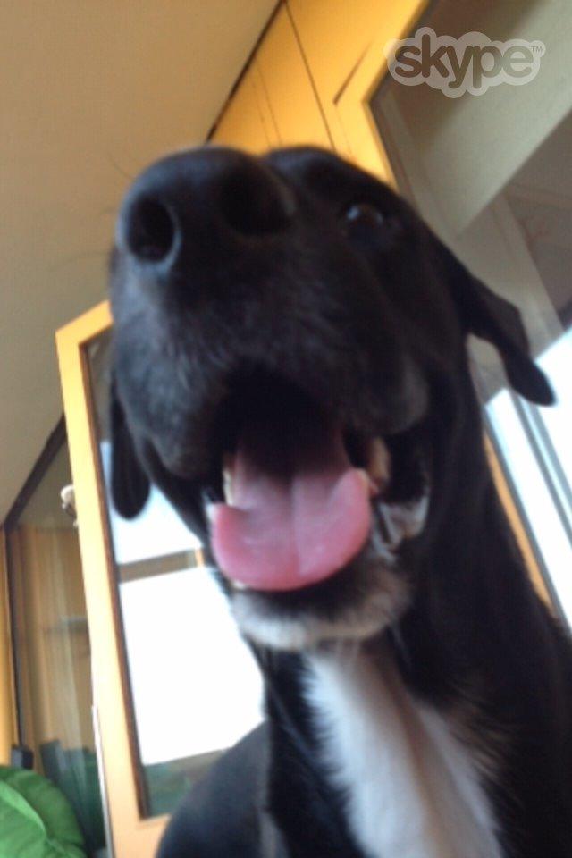 Blanding af racer Kenzo - SMIL!!! billede 10