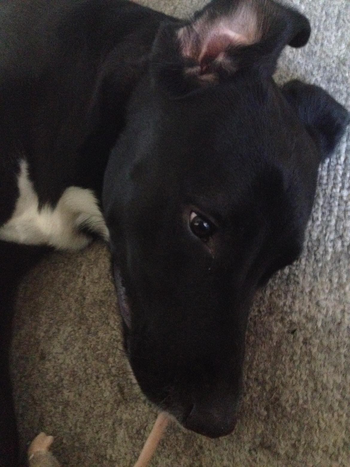 Blanding af racer Kenzo - Trætte Kenzo efter en god løbe tur billede 9