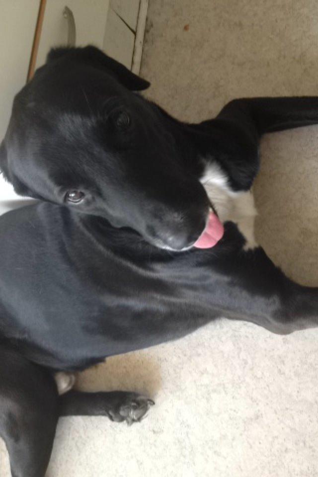 Blanding af racer Kenzo billede 12