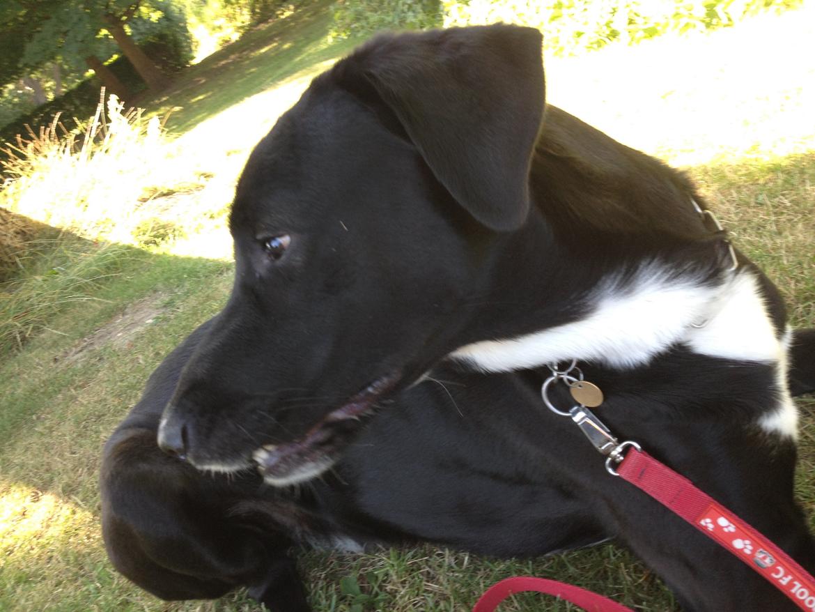 Blanding af racer Kenzo billede 11