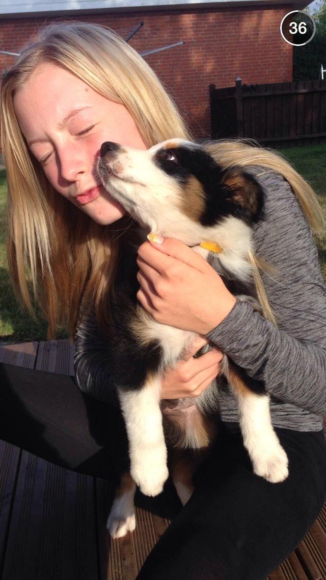 Australian shepherd Rosenlysts Black Velvet billede 25