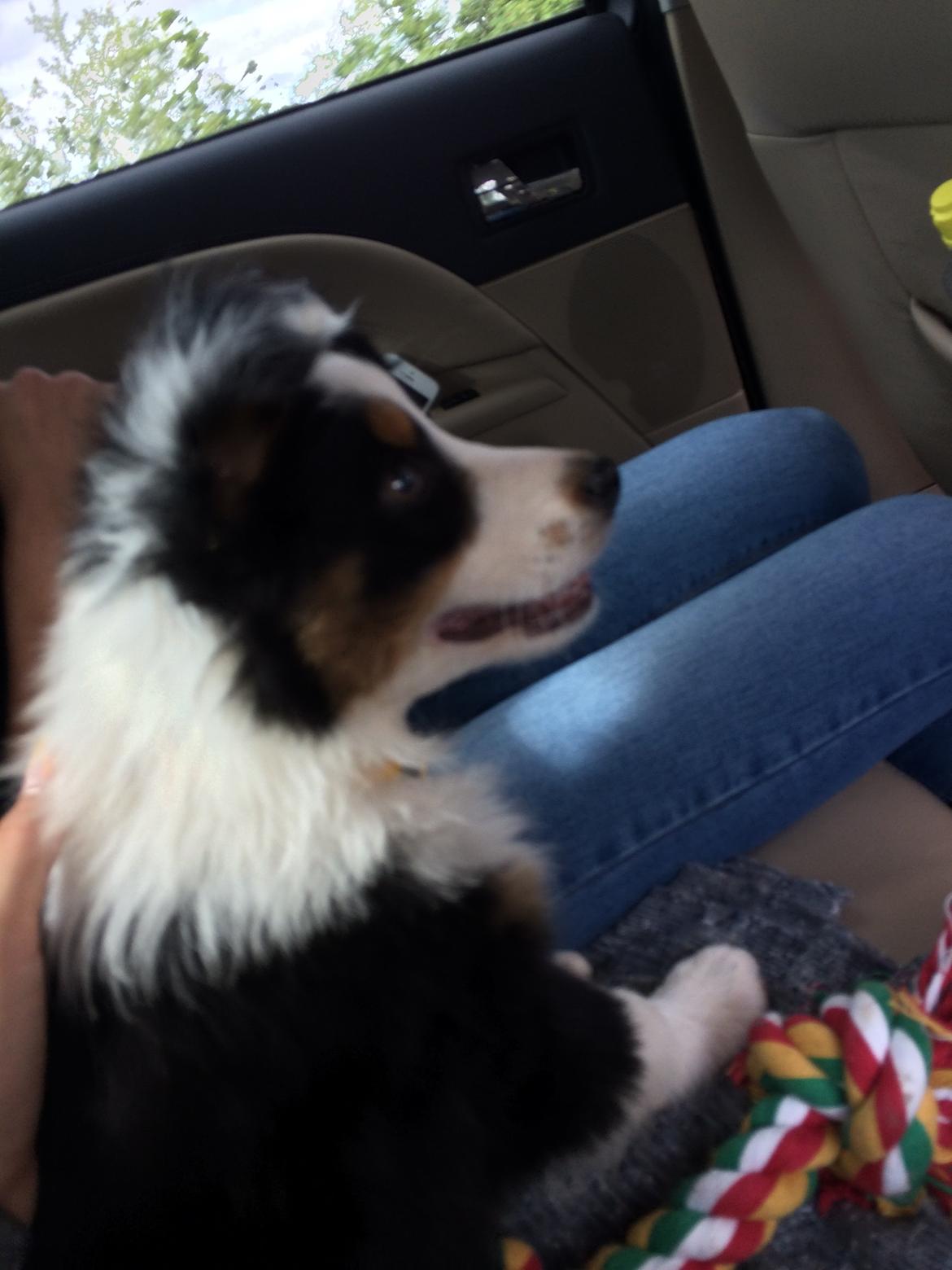 Australian shepherd Rosenlysts Black Velvet billede 27