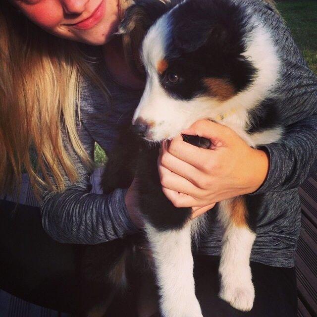 Australian shepherd Rosenlysts Black Velvet billede 26