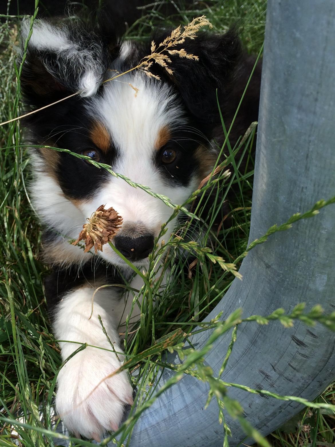 Australian shepherd Rosenlysts Black Velvet billede 28