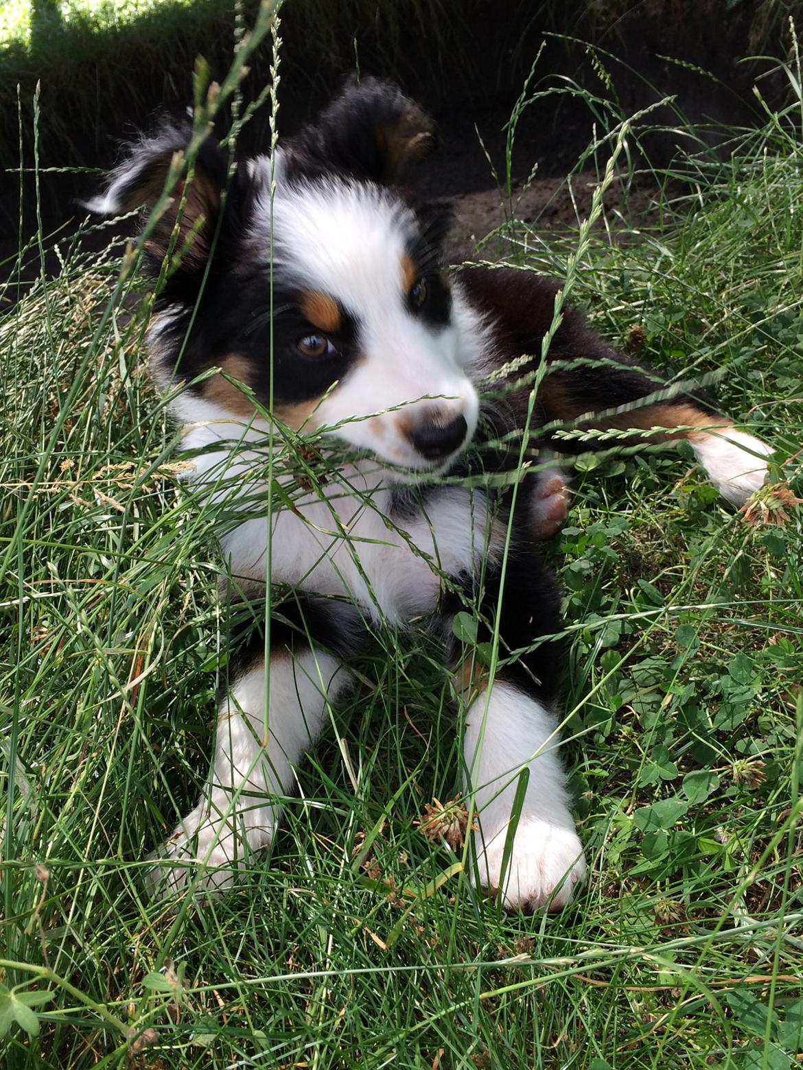 Australian shepherd Rosenlysts Black Velvet billede 3