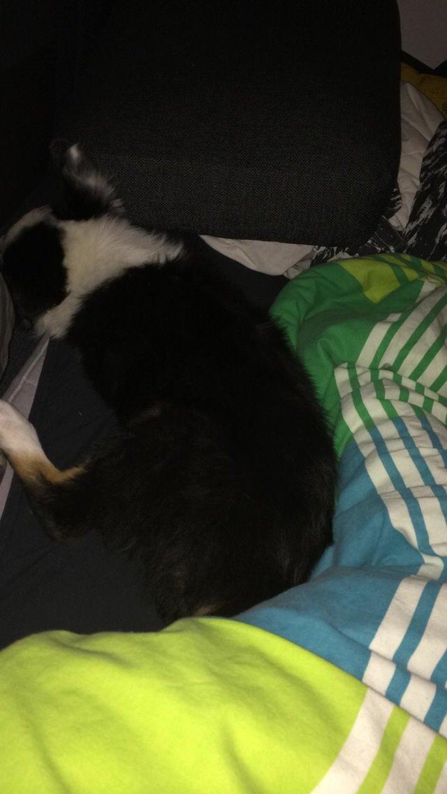 Australian shepherd Rosenlysts Black Velvet billede 29