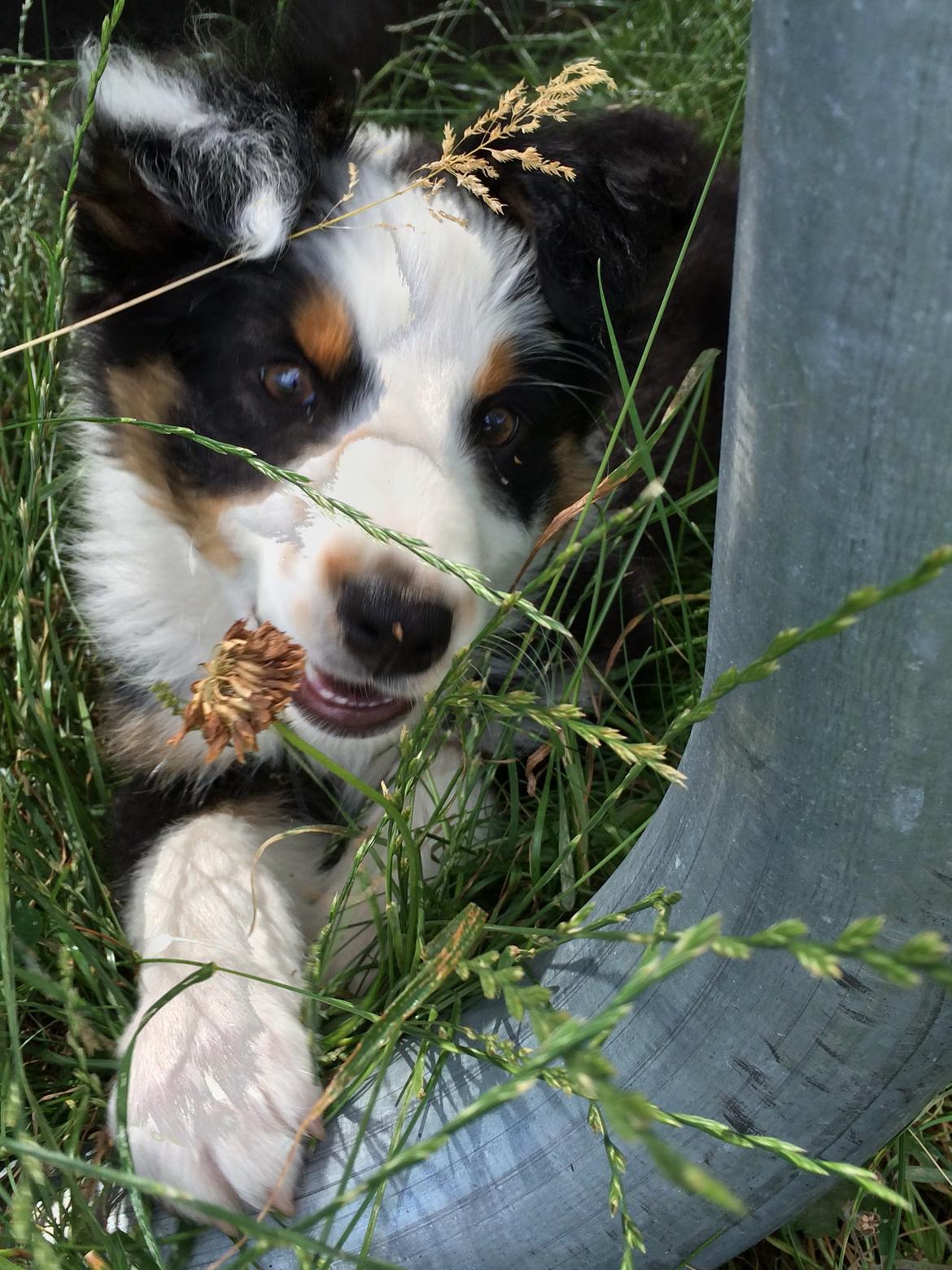 Australian shepherd Rosenlysts Black Velvet billede 30