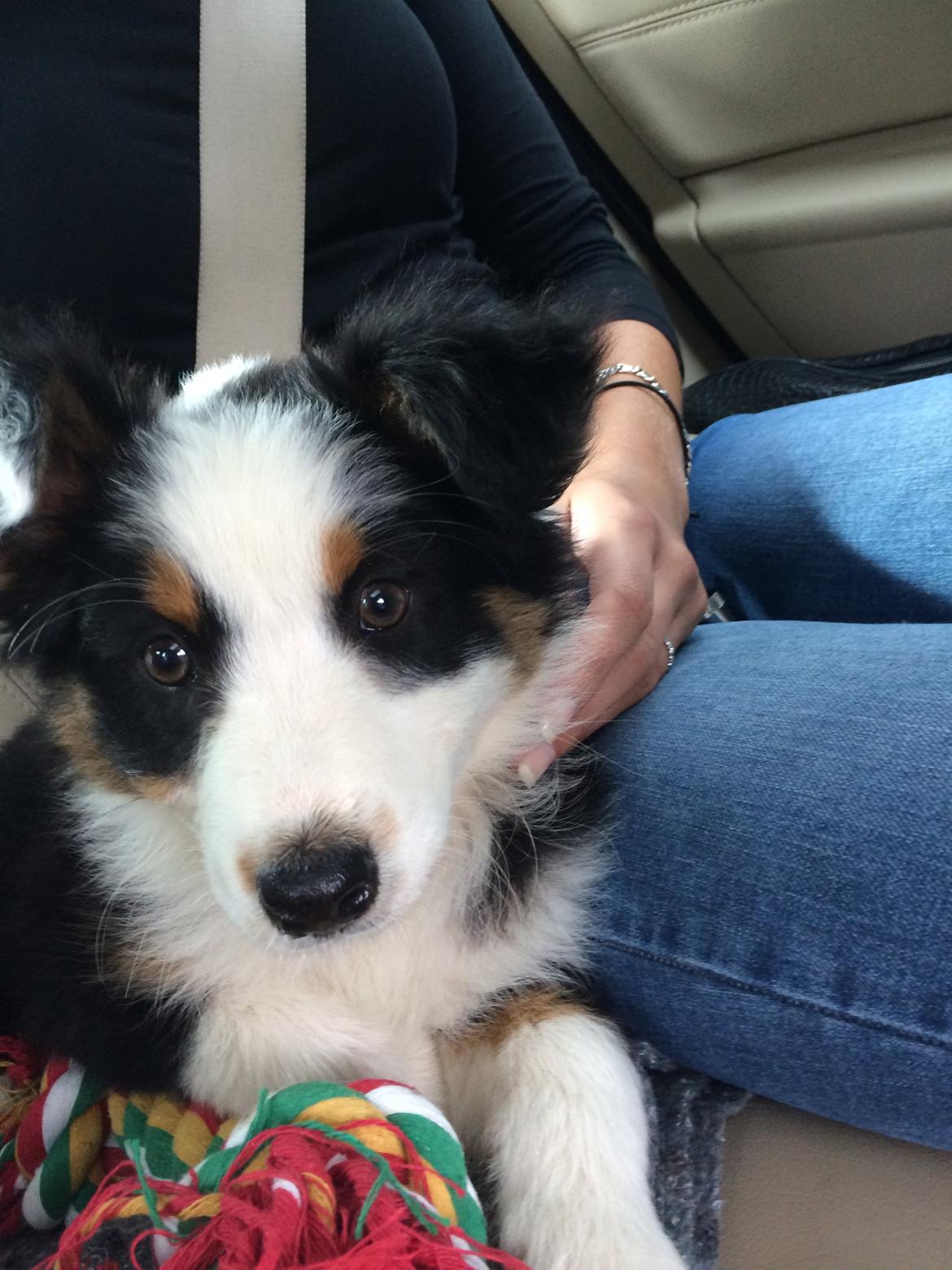 Australian shepherd Rosenlysts Black Velvet billede 31