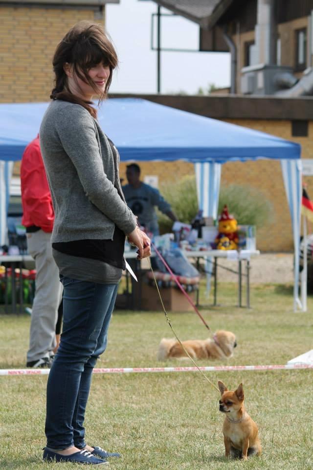 Chihuahua Chihuanas Flush of Hearts - Momo billede 47