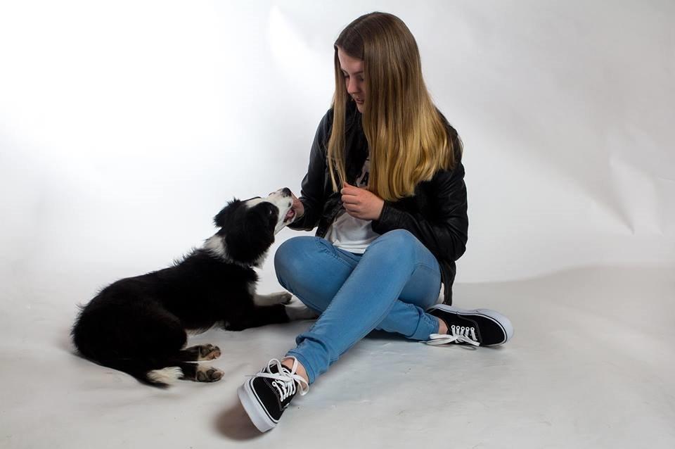 Border collie og labrador -Bailey billede 5