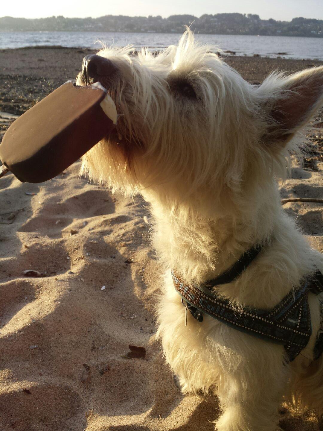 West highland white terrier Ludvig - Uhm, fik lige min første smagsprøve ;o) billede 1