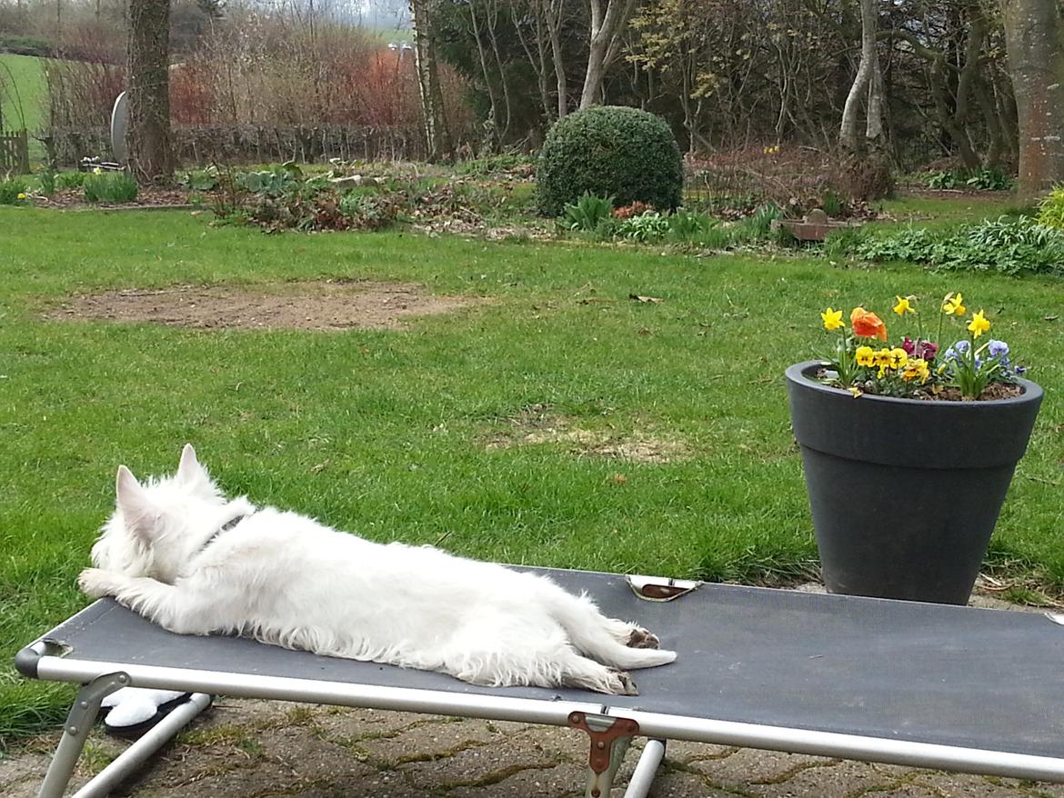 West highland white terrier Ludvig - Favorit positionen. billede 3