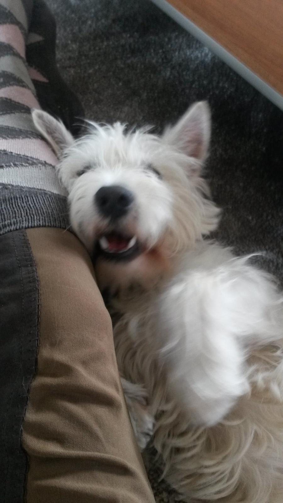 West highland white terrier Ludvig billede 4