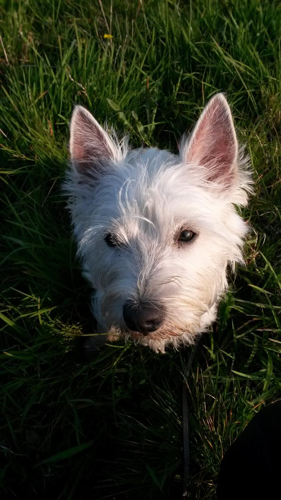 West highland white terrier Ludvig billede 5