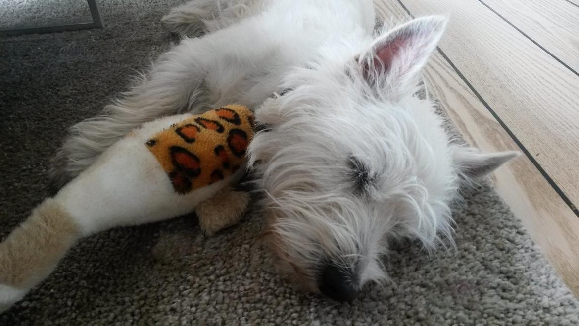 West highland white terrier Ludvig billede 6