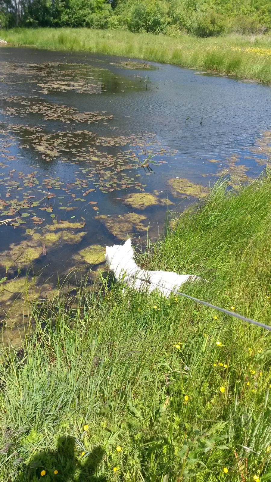 West highland white terrier Ludvig - Kom alle små ænder...;o) billede 7