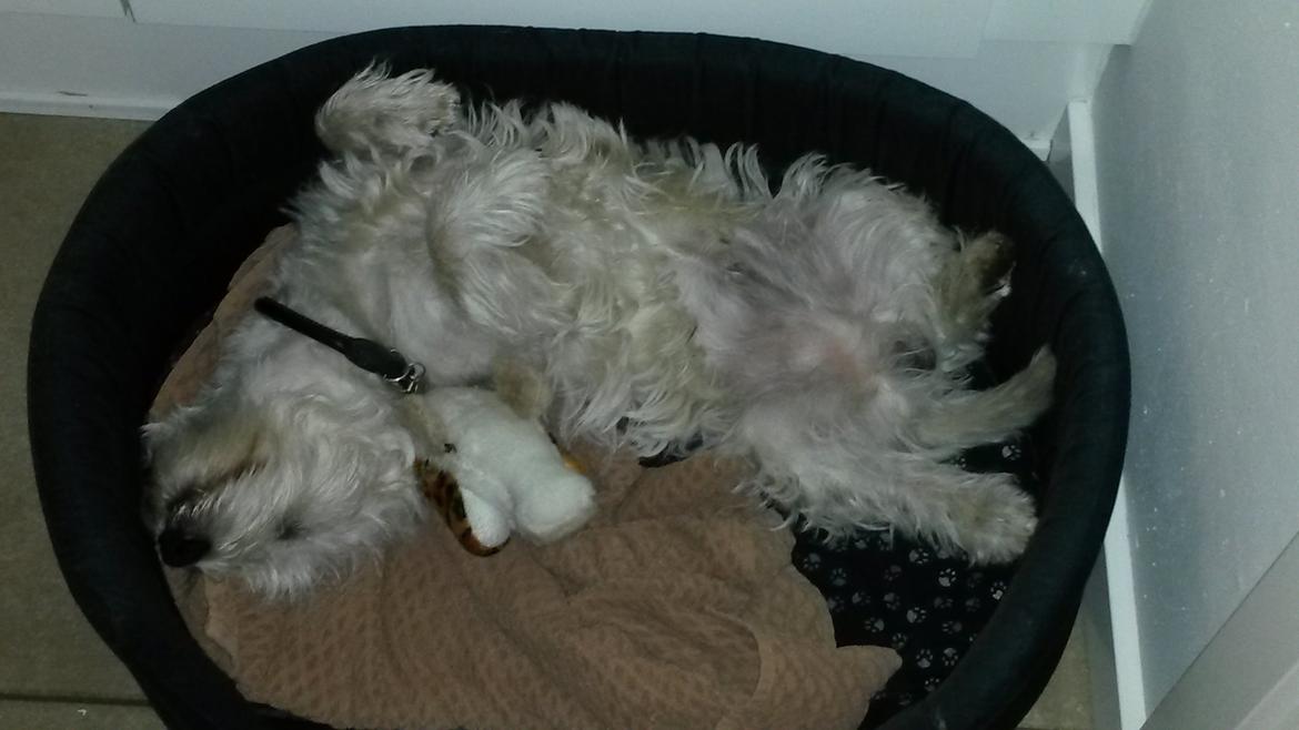 West highland white terrier Ludvig - Zzzzzzzzzz.... billede 8