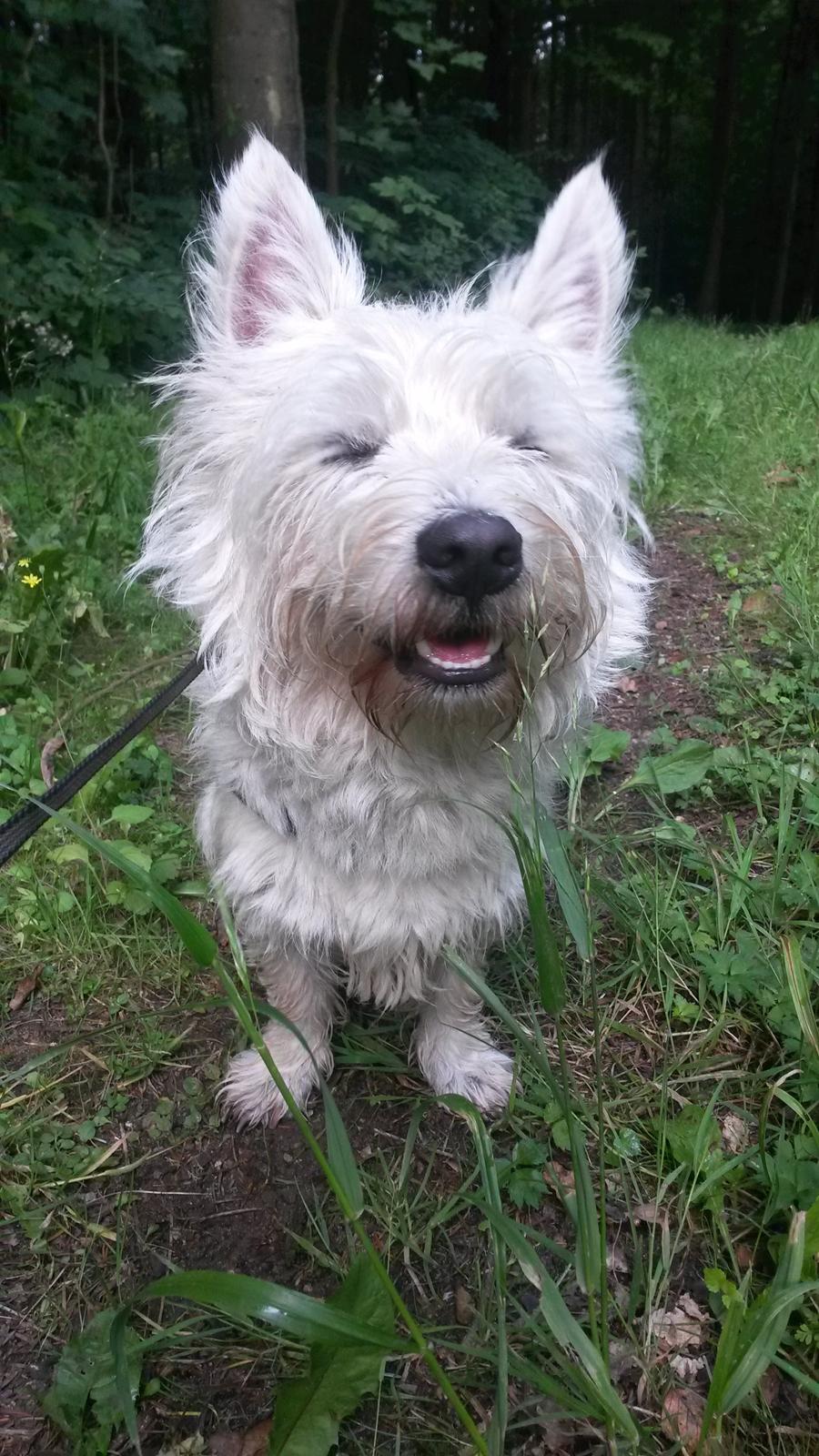 West highland white terrier Ludvig billede 9