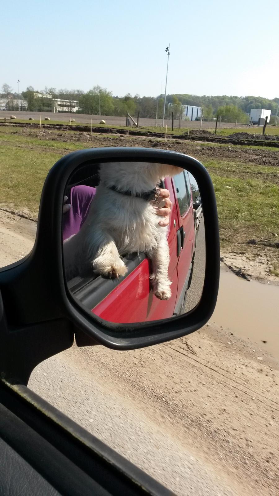 West highland white terrier Ludvig - Det aller bedste jeg ved når vi kører tur....Og det er da lidt sejt at køre med "armen" ude af vinduet ikk' ;o) billede 10