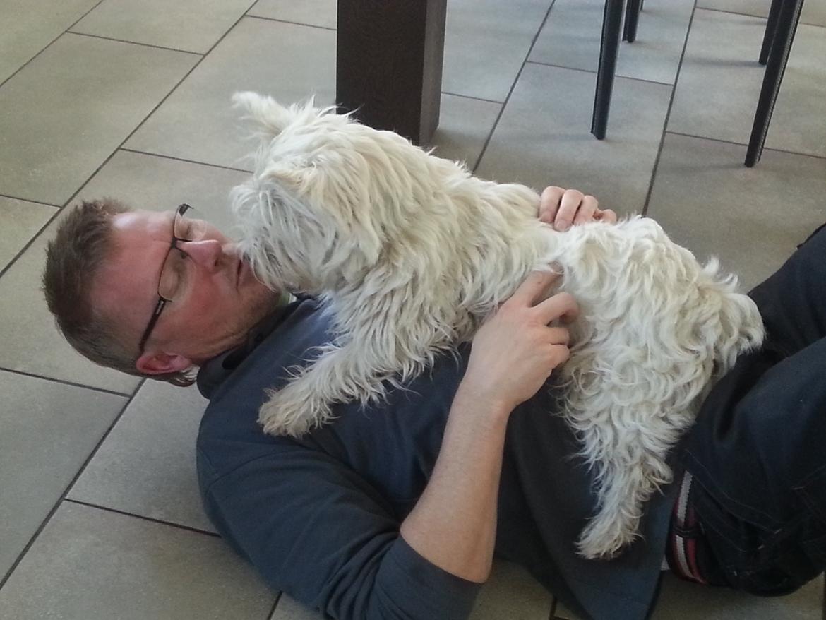 West highland white terrier Ludvig - Kysser min far ;-* billede 11