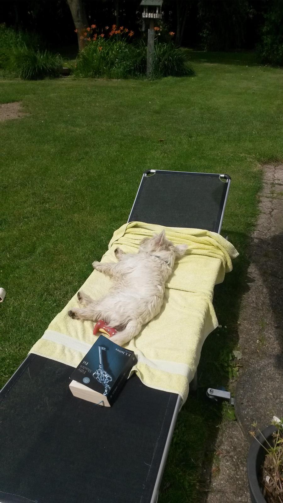 West highland white terrier Ludvig - Sommer og sol, og jeg tar' den bedste plads... billede 13