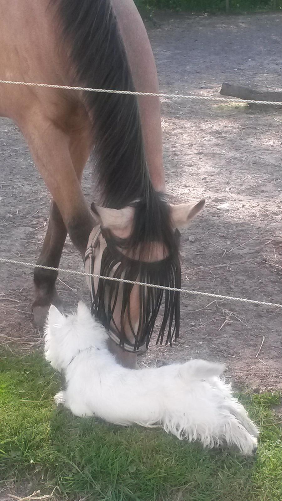 West highland white terrier Ludvig - Min bedste hesteven Camino. billede 14
