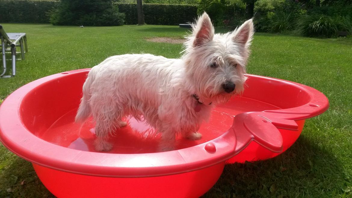 West highland white terrier Ludvig - Mit elskede badebasin, her er jeg rigtig meget..... billede 18