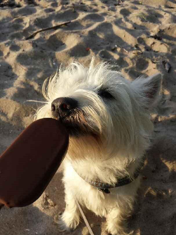 West highland white terrier Ludvig billede 2