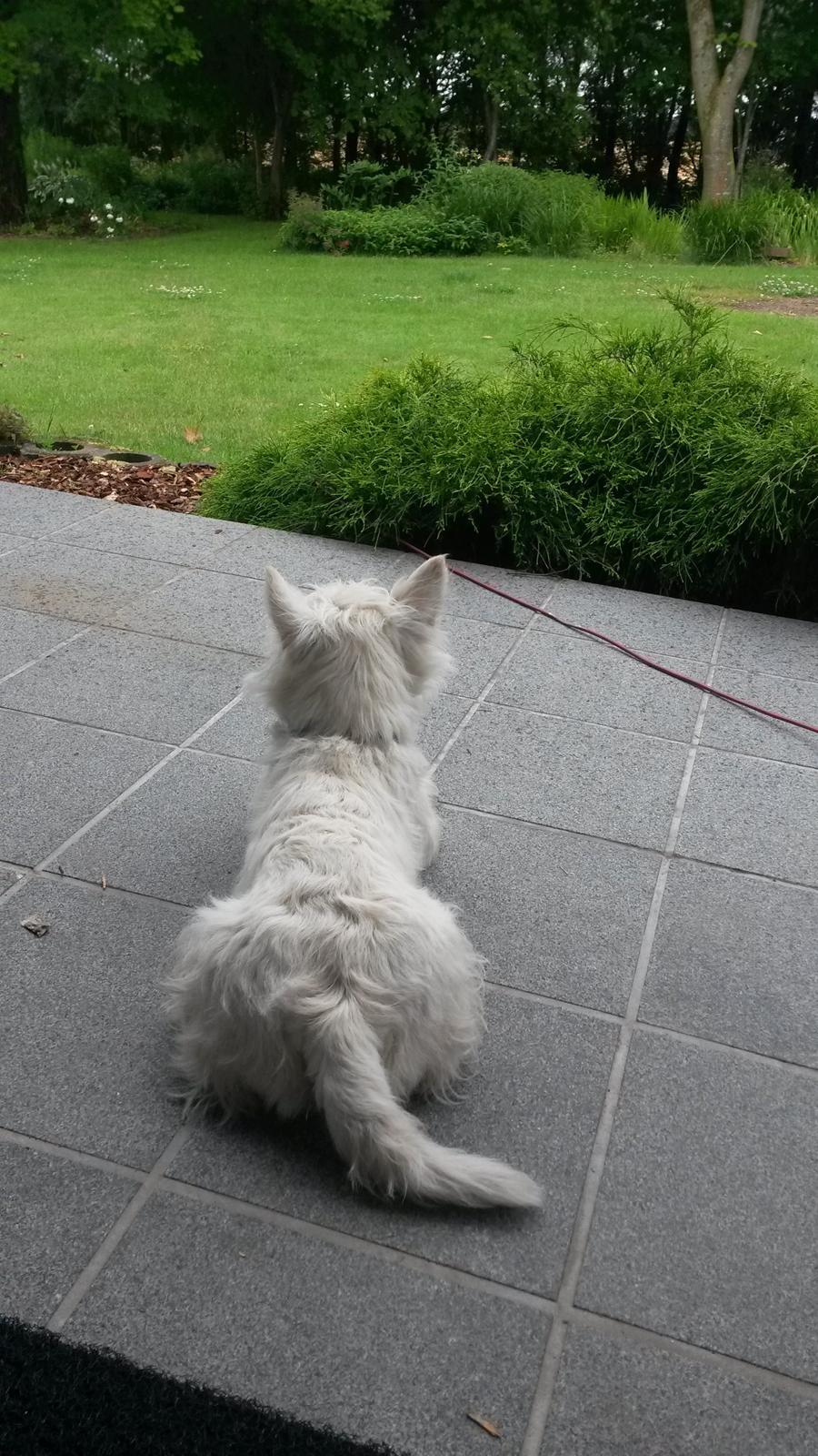 West highland white terrier Ludvig billede 12