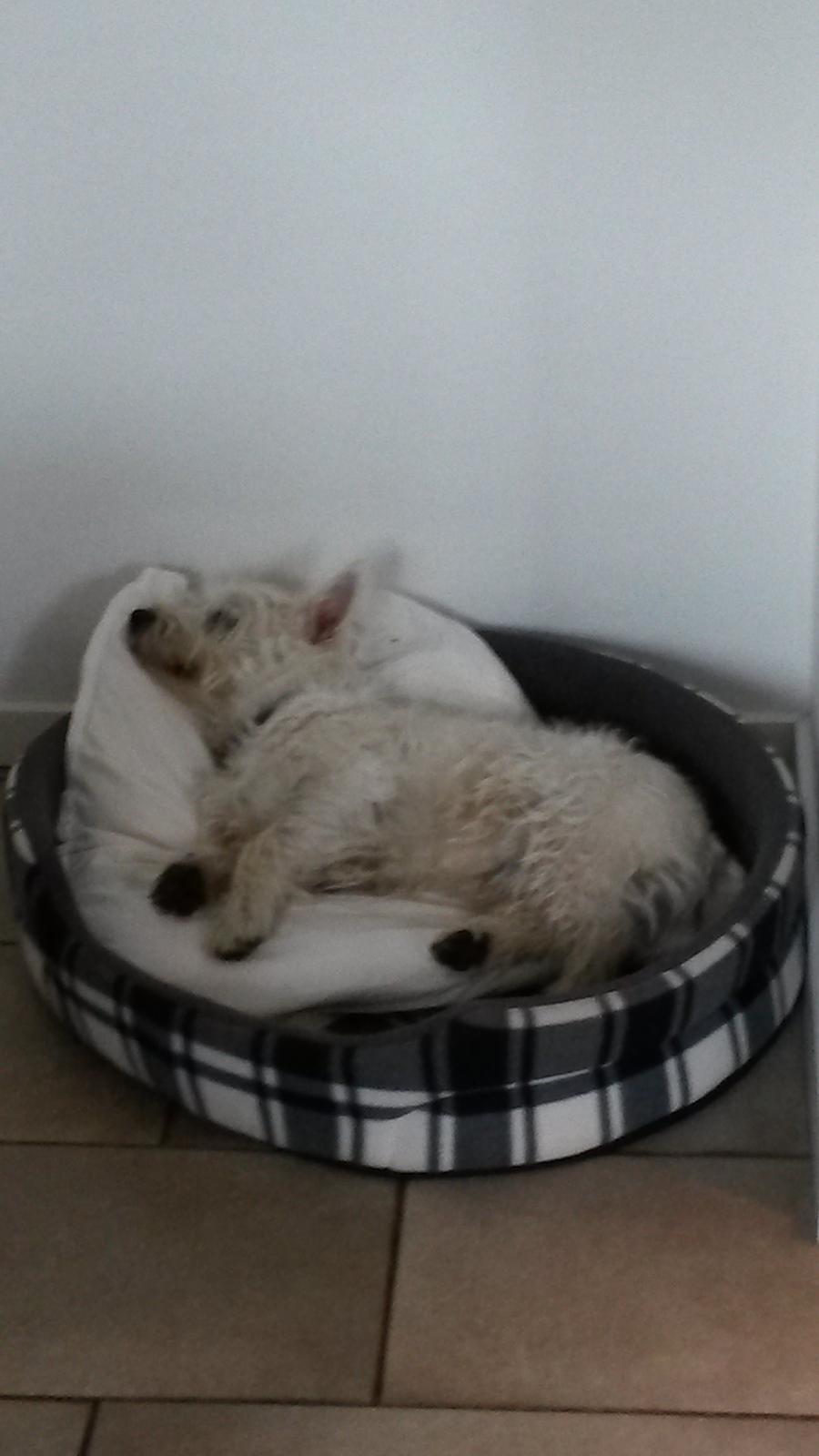 West highland white terrier Ludvig - ENDELIG fik jeg min helt egen hovedpude... billede 17
