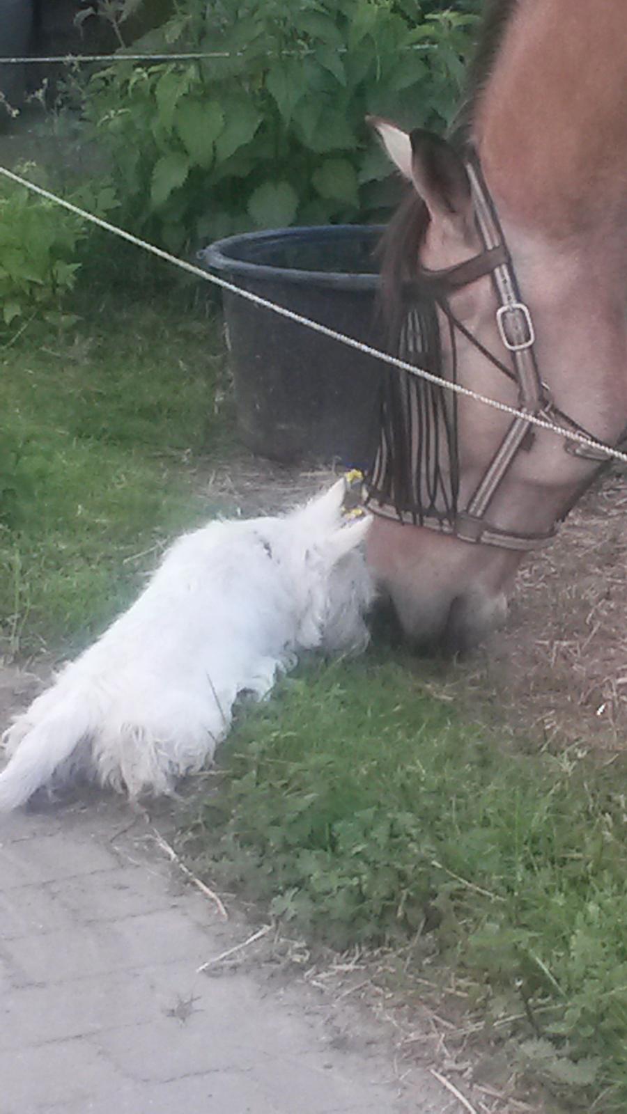 West highland white terrier Ludvig billede 15